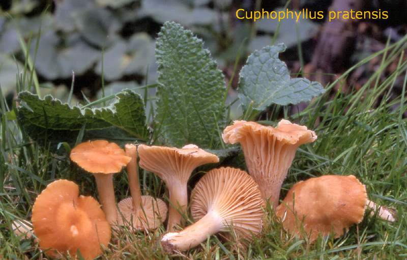 Cuphophyllus pratensis-amf948.jpg - Cuphophyllus pratensis - Syn1: Hygrophorus pratensis - Syn2: Hygrocybe pratensis - Nom français: Hygrophore des prés